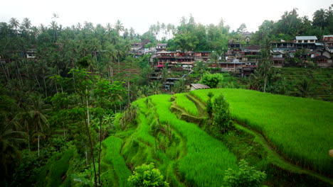 Tegalalang-Rice-Terraces-And-Cliffside-Architecture-In-Ubud,-Bali-Indonesia