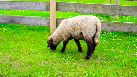 Cute-lamb-eat-green-grass-in-enclosed-pasture-with-wooden-fence,-Czechia