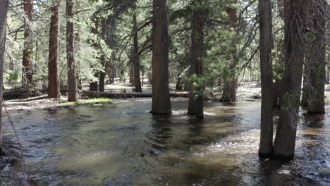 Un-Suave-Arroyo-Fluye-A-Través-De-Un-Bosque-Sereno-En-Lower-Rock-Creek,-California