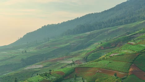 Drohnenansicht-Der-Tabakfeldlandschaft-Am-Morgen-Auf-Dem-Land-In-Indonesien