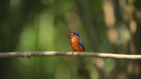 Un-Pájaro-Martín-Pescador-De-Orejas-Azules-Que-Se-Relaja-Durante-El-Día-Bajo-Una-Luz-Brillante