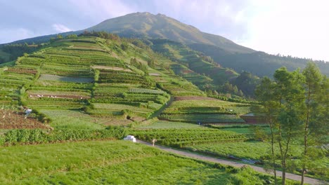 Aerial-view-of-beautiful-green-plantation-with-mountain-landscape-background