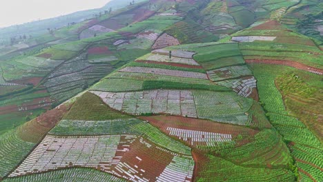 Aerial-view-of-tobacco-leaves-farm-on-the-hillside