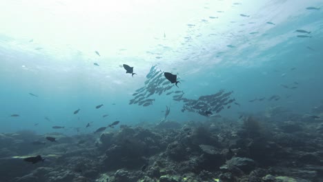 Un-Banco-De-Peces-Siluetas-Nada-Con-Gracia-Sobre-Un-Arrecife-De-Coral-En-Raja-Ampat,-Indonesia