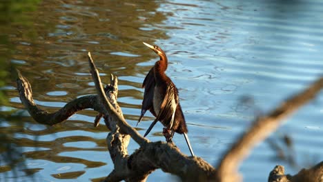 An-Australian-darter,-anhinga-novaehollandiae,-perching-on-the-dead-tree-branch-in-a-freshwater-lake,-drying-up-its-plumage-under-sunlight,-slow-motion-close-up-shot-of-the-bird-behaviour