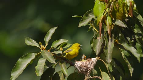a-mother-Common-iora-aegithia-tiphia-bird-comes-to-feed-her-chicks-in-the-nest-and-then-flies-off-again