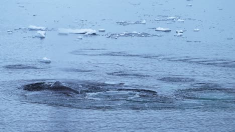 Ballenas-Jorobadas-En-La-Antártida,-Vida-Silvestre-De-La-Península-Antártica-Alimentándose-Con-Redes-De-Burbujas,-Soplando-Burbujas-Y-Emergiendo-Mientras-Nadan-En-El-Agua-Del-Mar-Del-Océano-Austral,-Increíble-Comportamiento-Animal-En-La-Naturaleza