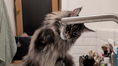 Cute-cat-drinking-water-from-the-tap-at-the-kitchen