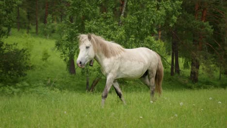 Wildes-Weißes-Pferd-Zu-Fuß-Durch-Die-Wiese-Im-Sommer