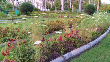 Camera-moves-closer-to-natural-colorful-flowers-in-a-garden