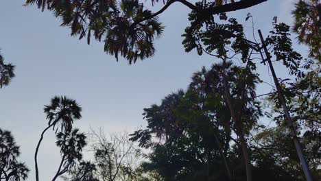 Steady-shot-of-trees-view-from-below-with-it's-branches-and-leaves-and-blue-sky-in-background