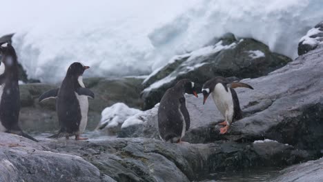 Pingüinos-Papúa-En-La-Costa-De-La-Antártida-En-Un-Día-Frío-Y-Nevado-A-60-Fps