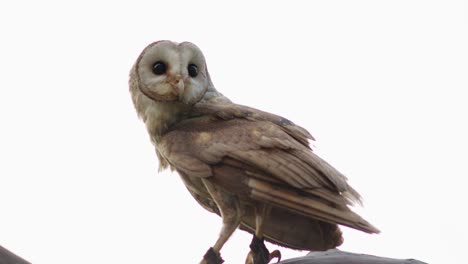 Barn-owl-or-Tyto-alba-flies-off-of-perch-into-air-against-white-empty-sky