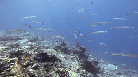 Ein-Schwarm-Barrakudas-Schwimmt-Langsam-über-Einem-Korallenriff-Im-Great-Barrier-Reef,-Australien