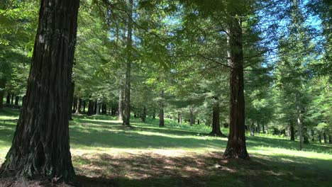 Sequoia-Trees-At-Bosque-de-Colon-In-Pontevedra,-Spain