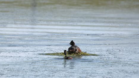 Female-Grebe-bird-sits-on-nest-in-marsh-pond,-male-adds-grass-to-nest