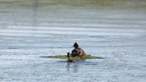 Weiblicher-Haubentaucher-Sitzt-Auf-Nest-Im-Sumpfteich,-Männchen-Legt-Gras-Ins-Nest