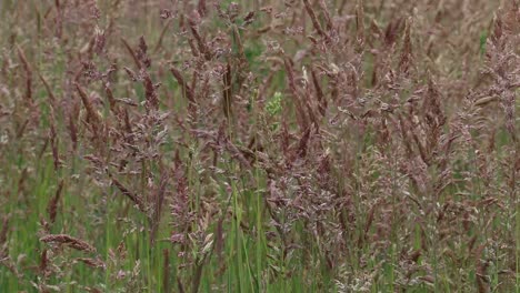 Nahaufnahme-Von-Grassamenköpfen