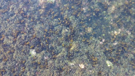 Overhead-aerial-of-metal-ship-wreck-in-shallow-sea-water