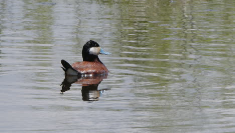 Schwarze-Kappe,-Weiße-Wangen,-Kastanienbraunes-Gefieder-Der-Männlichen-Ruderente-Im-Teich