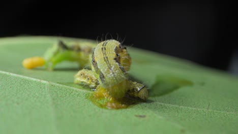 big-Caterpillar-eating-small-caterpillar-closeup-view