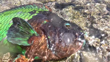 Colorful-parrotfish-resting-in-shallow,-clear-water-surrounded-by-coral