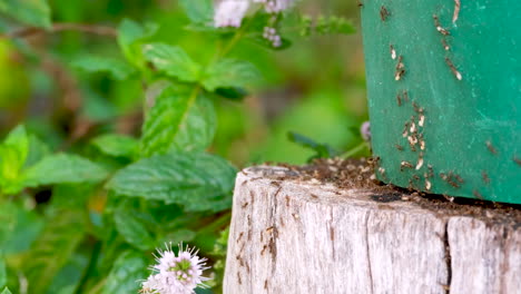 Closeup-macro-view-of-hurried-brown-worker-ants-carrying-white-eggs-away