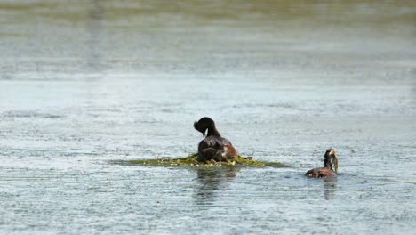 Paar-Aquatische-Haubentaucher-Vögel-Bauen-Nest-Aus-Gras-In-Feuchtgebiet-Teichwasser