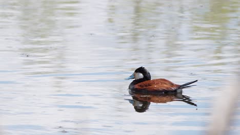 Männliche-Ruderente-Mit-Glitzernden-Wassertropfen-Schwimmt-Auf-Feuchtgebiet-Teich