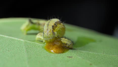 big-Caterpillar-eating-small-caterpillar-closeup-view