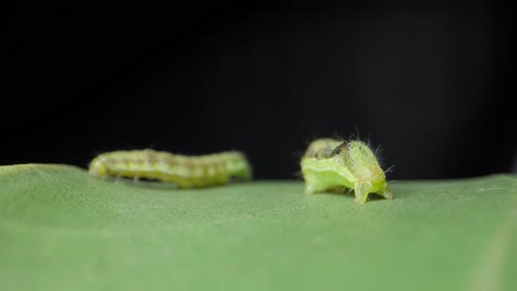 big-Caterpillar-killing-small-caterpillar-closeup-view