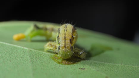 big-Caterpillar-eating-small-caterpillar-closeup-view