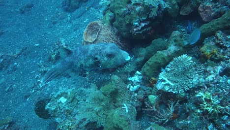 Underwater-footage-of-a-pufferfish-swimming-around-the-coral-reefs-at-Monkey-Reef,-Indonesia,-showcasing-marine-biodiversity