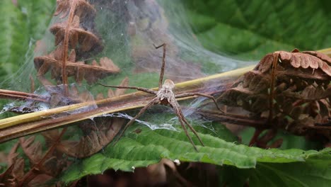 Una-Araña-Cazadora,-Pisaura-Mirabilis,-Cerca-De-Su-Red-De-Vivero.