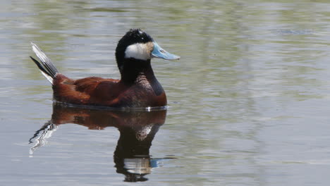 Slo-Mo:-Male-Ruddy-Duck-waterfowl-floating-on-wetland-pond-shakes-tail