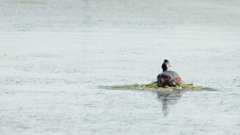 Male-Grebe-bird-brings-aquatic-grass-to-wetland-nest-where-female-sits