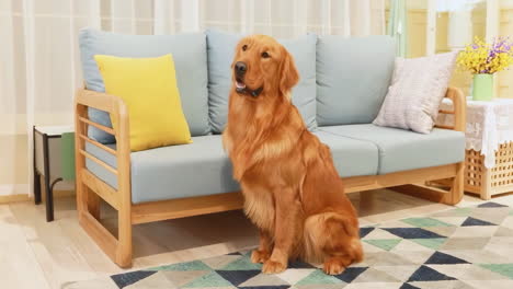 Closeup-portrait-of-cute-dog-sitting-on-a-Rug-Near-a-Couch-floor-carpet-indoors-in-living-room-at-home,-happy-golden-retriever-resting-near-couch,-modern-house-interior