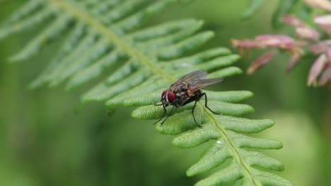 Una-Mosca-Posada-Sobre-Una-Hoja-De-Helecho