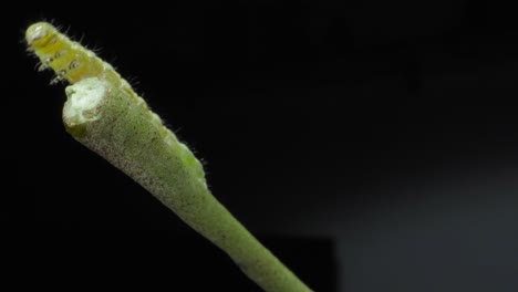 Caterpillar-moving-on-leaf-petiole-closeup-view