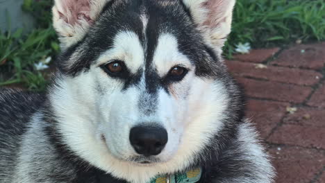 Close-up-of-a-Siberian-Husky-dogs-face-looking-at-the-camera