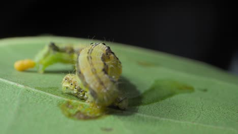 big-Caterpillar-eating-small-caterpillar-closeup-view