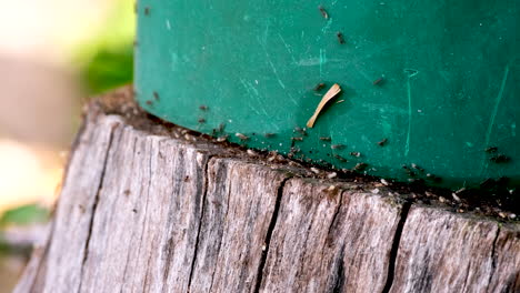 Pesky-garden-ants-hurriedly-carry-white-eggs-from-under-green-pot-on-stump,-tele