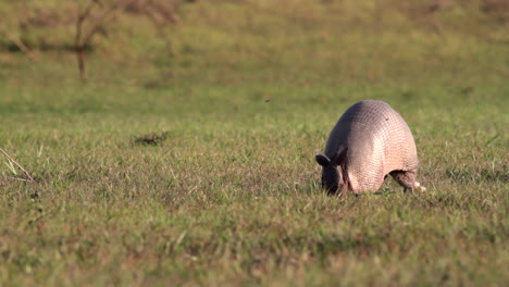 Cerrar-Armadillo-De-Nueve-Bandas-Forrajeando-En-Pasto-Corto-Al-Borde-Del-Río-En-La-Reserva-Natural-De-Barba-Azul,-Beni