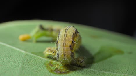 big-Caterpillar-eating-small-caterpillar-closeup-view