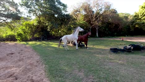 Se-Pueden-Ver-Caballos-Deambulando,-Jugando-Y-Pastando-En-Un-Espacioso-Prado-Rodeado-De-Exuberante-Vegetación-En-Sus-Establos-En-El-Yellow-Wood-Park-De-Durban.