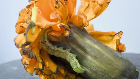 Caterpillar-searching-food-on-dirty-Marigold