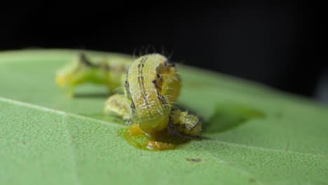 big-Caterpillar-eating-small-caterpillar-closeup-view