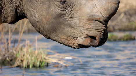 Extreme-closeup-of-dehorned-white-rhino-drinking-and-looking-around-in-Africa