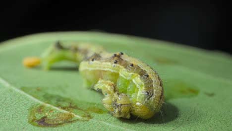 big-Caterpillar-eating-small-caterpillar-closeup-view