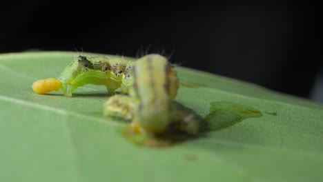 big-Caterpillar-eating-small-caterpillar-closeup-view